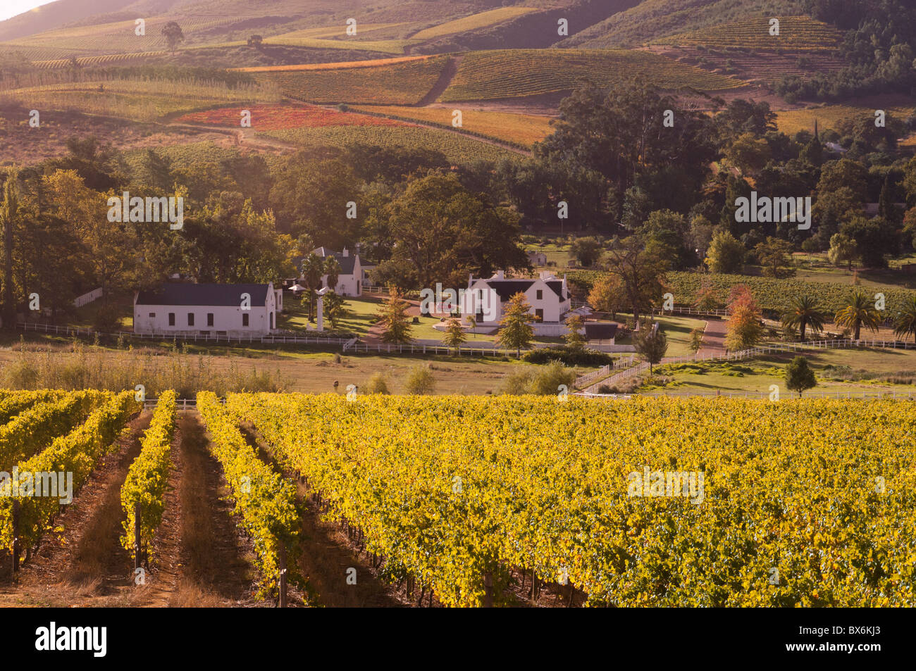 Zorgvliet Wine Estate, Stellenbosch, Kapprovinz, Südafrika, Afrika Stockfoto