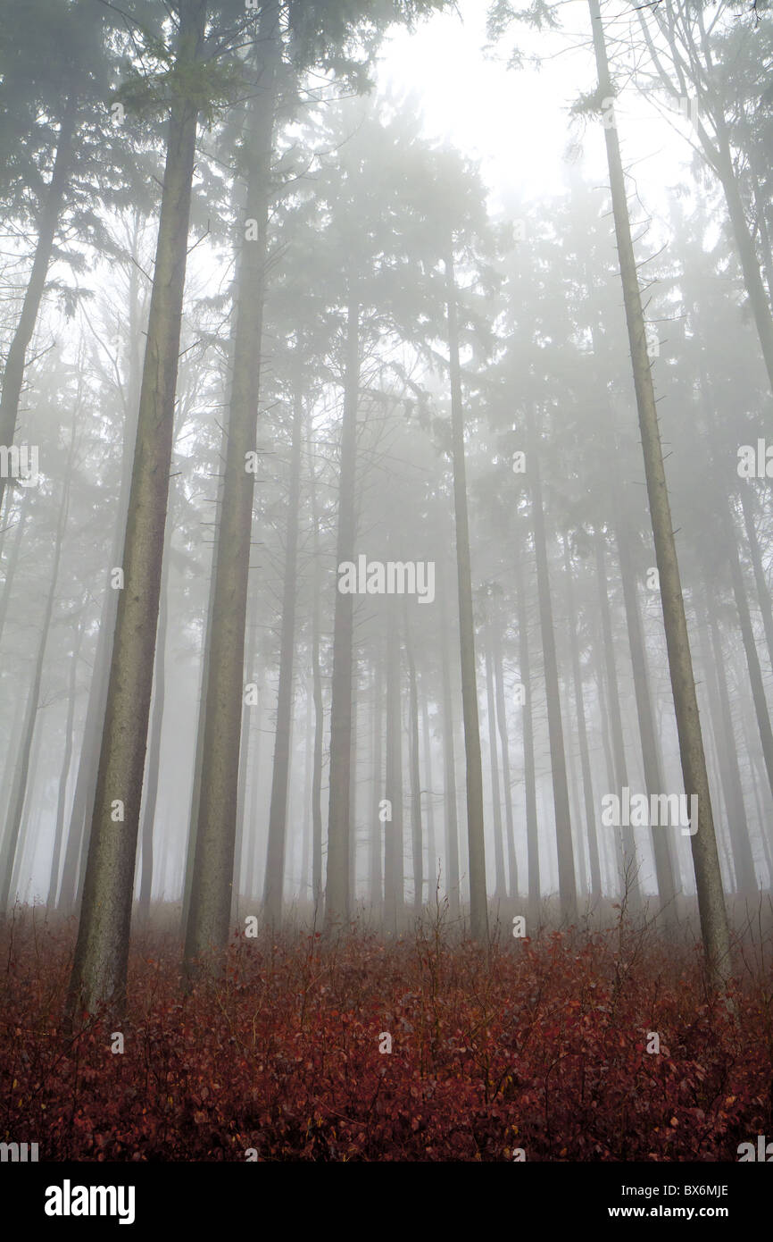 nebligen Wald in der Dämmerung im Herbst Stockfoto