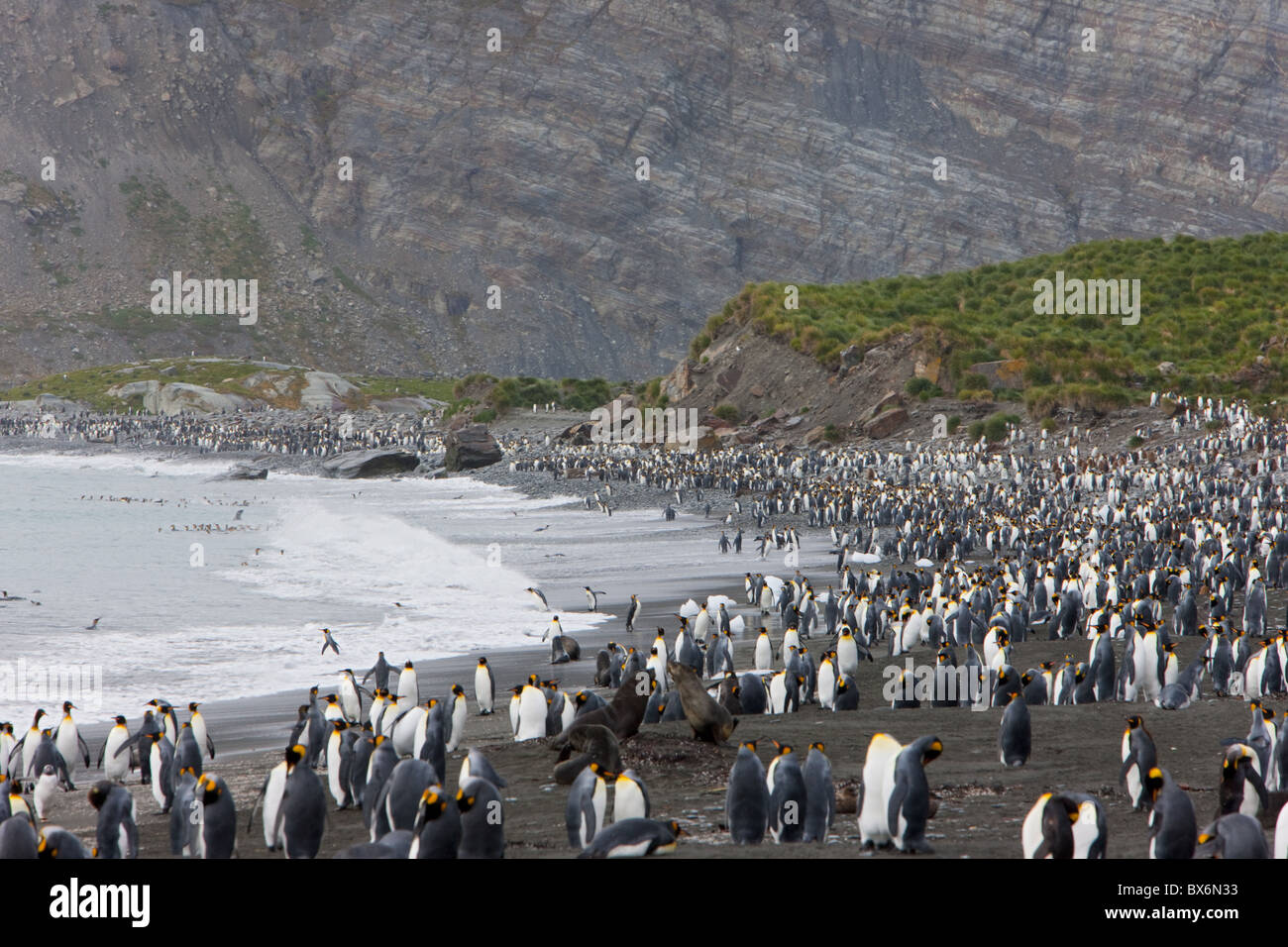 Kolonie von König Penguins (Aptenodytes Patagonicus), Gold Harbour, Südgeorgien, Antarktis, Polarregionen Stockfoto