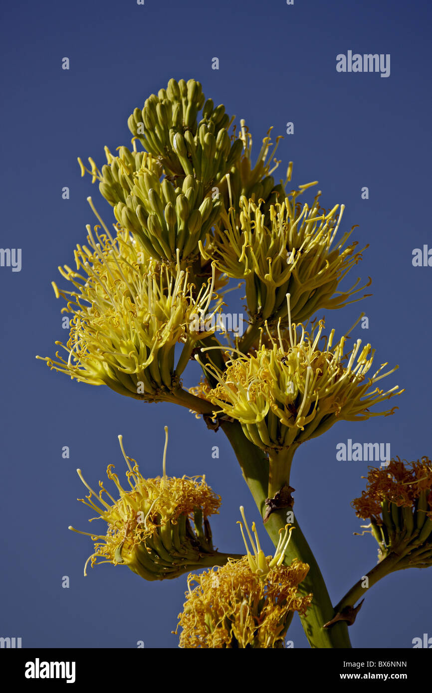 Wüste Agave (Jahrhundertpflanze) (Agave Bodendegradierung), Anza-Borrego Desert State Park, Kalifornien, USA Stockfoto