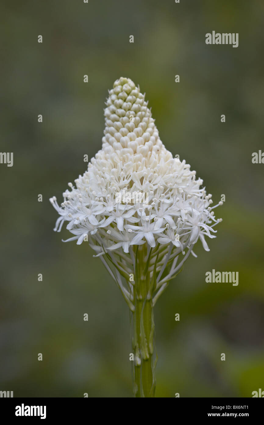 Bär Grass (Indian Korb Grass) (Xerophyllum Tenax), Glacier National Park, Montana, Vereinigte Staaten von Amerika, Nordamerika Stockfoto