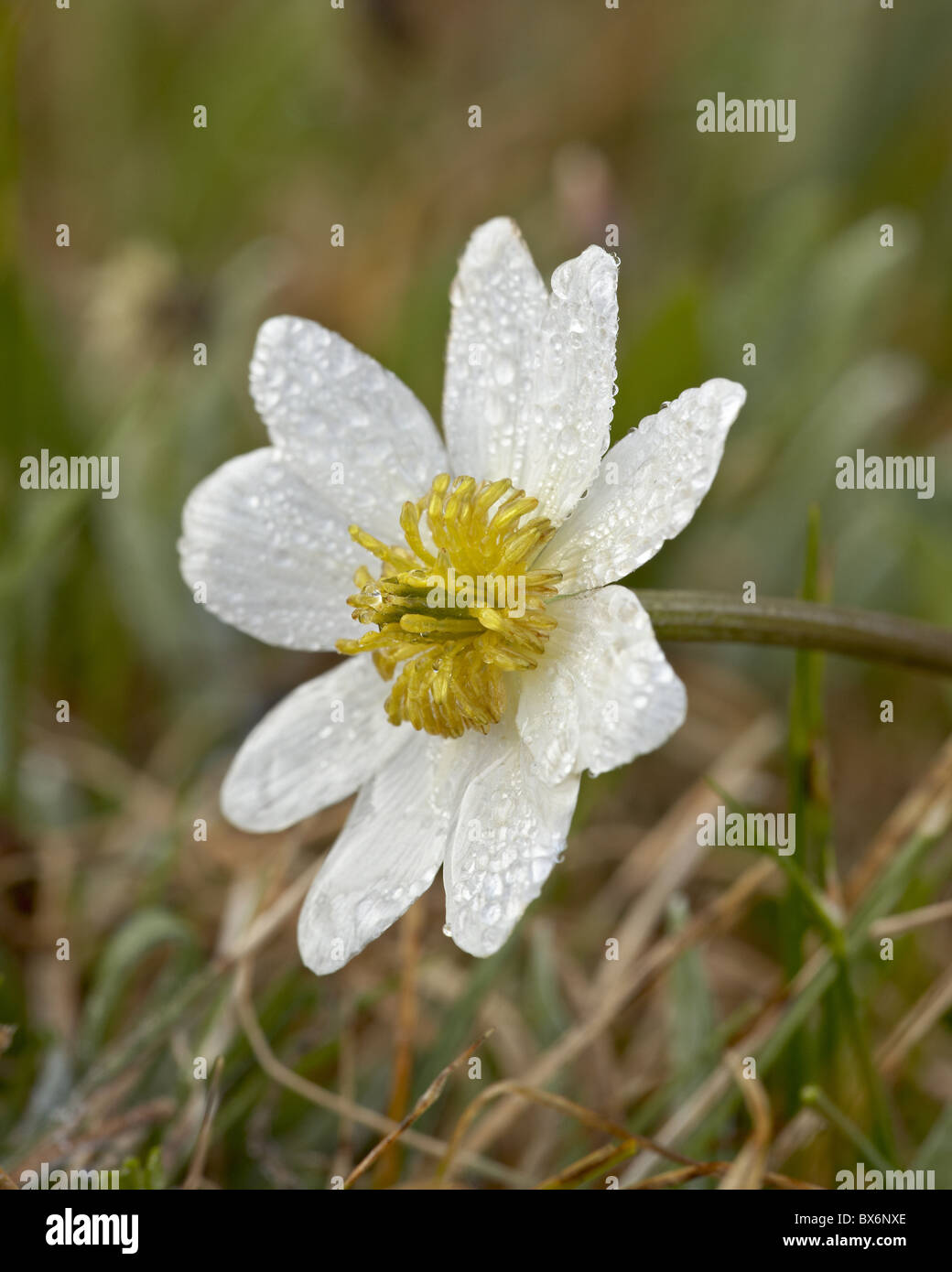 Tau bedeckten Marsh Marigold (ElkÔøΩs Lippe) (Caltha Leptosepala), Shoshone National Forest, Wyoming, USA Stockfoto