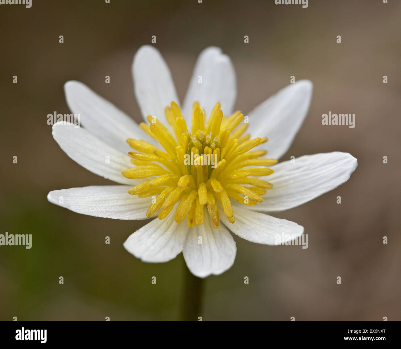 Marsh Marigold (ElkÔøΩs Lippe) (Caltha Leptosepala), Shoshone National Forest, Wyoming, Vereinigte Staaten von Amerika, Nordamerika Stockfoto