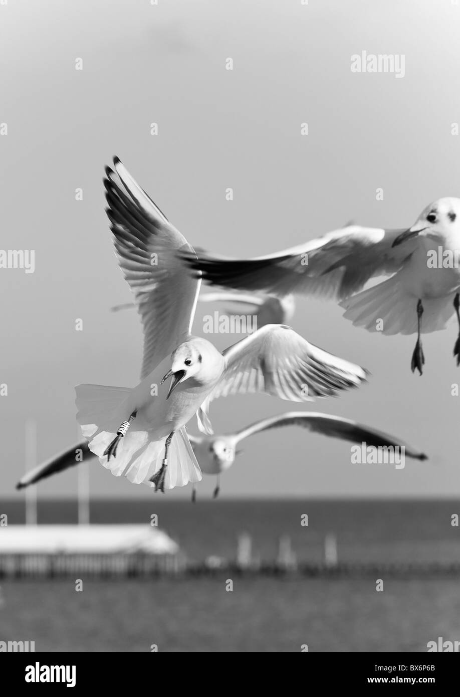 Möwen am Holzsteg, Sopot, Polen Stockfoto