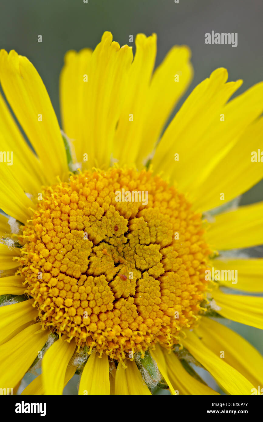 Alter Mann des Berges oder Alpine Sonnenblume (Hymenoxys Grandiflora), Mount Evans, Colorado, USA Stockfoto