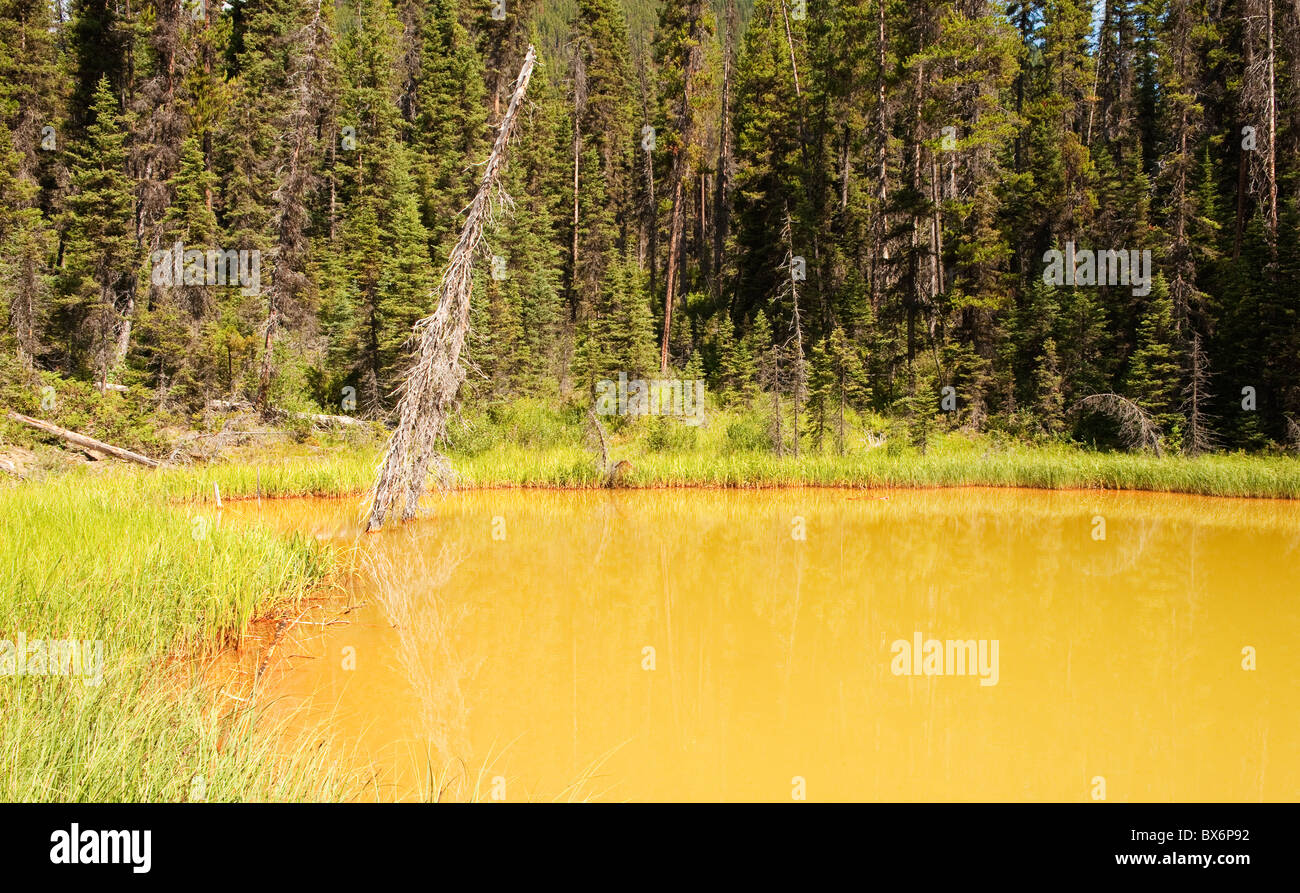 Befleckten Pool an die Farbtöpfe, Kootenay National Park, Britisch-Kolumbien, Kanada Stockfoto