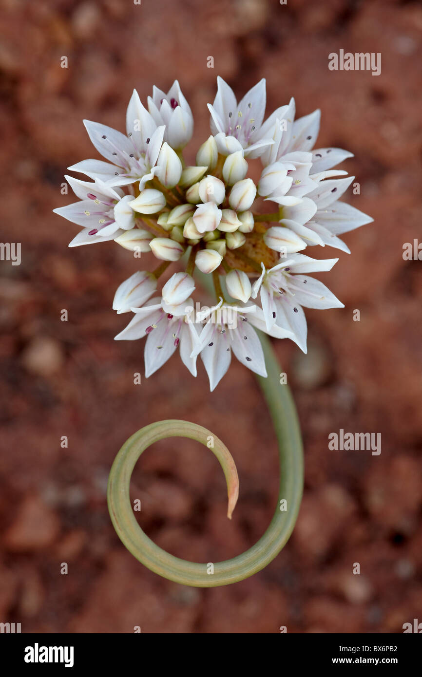 Prairie wilde Zwiebel (Allium Textile), Canyon Country, Utah, Vereinigte Staaten von Amerika, Nordamerika Stockfoto