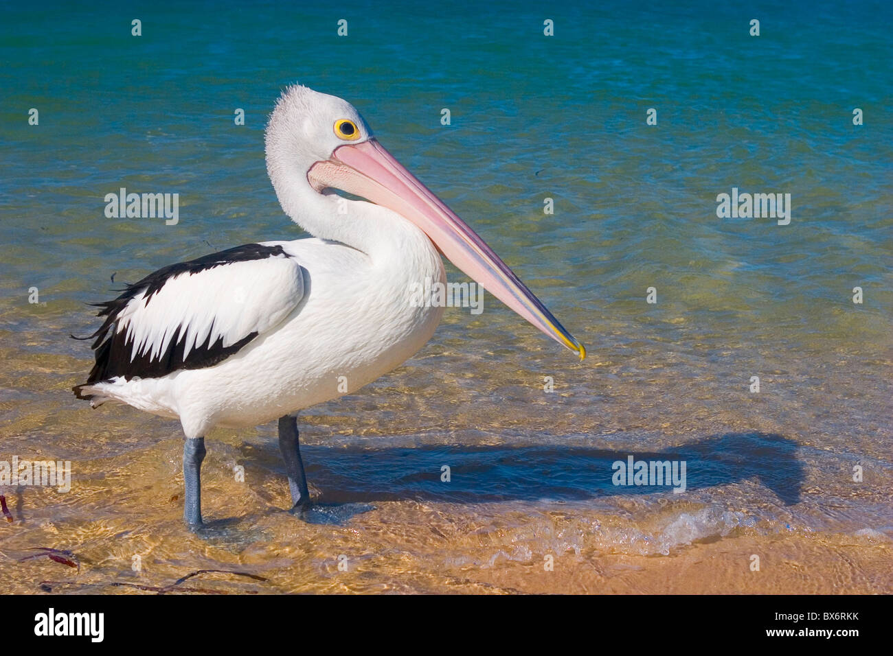 Pelikan am Strand von Monkey Mia - Western Australia Stockfoto