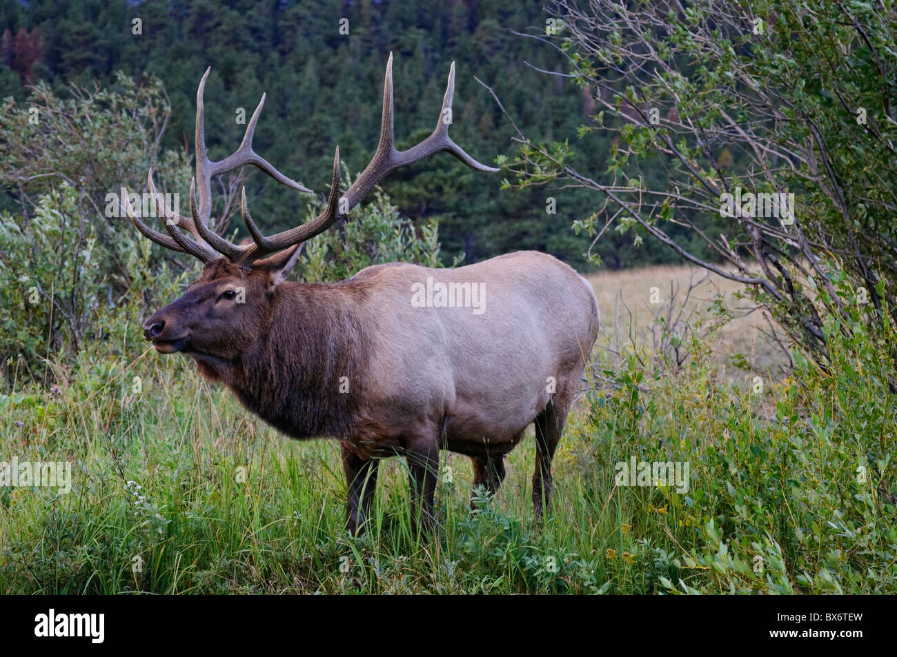 WapitiHirsche, Rocky Mountain Nationalpark, Estes Park, Colorado, USA