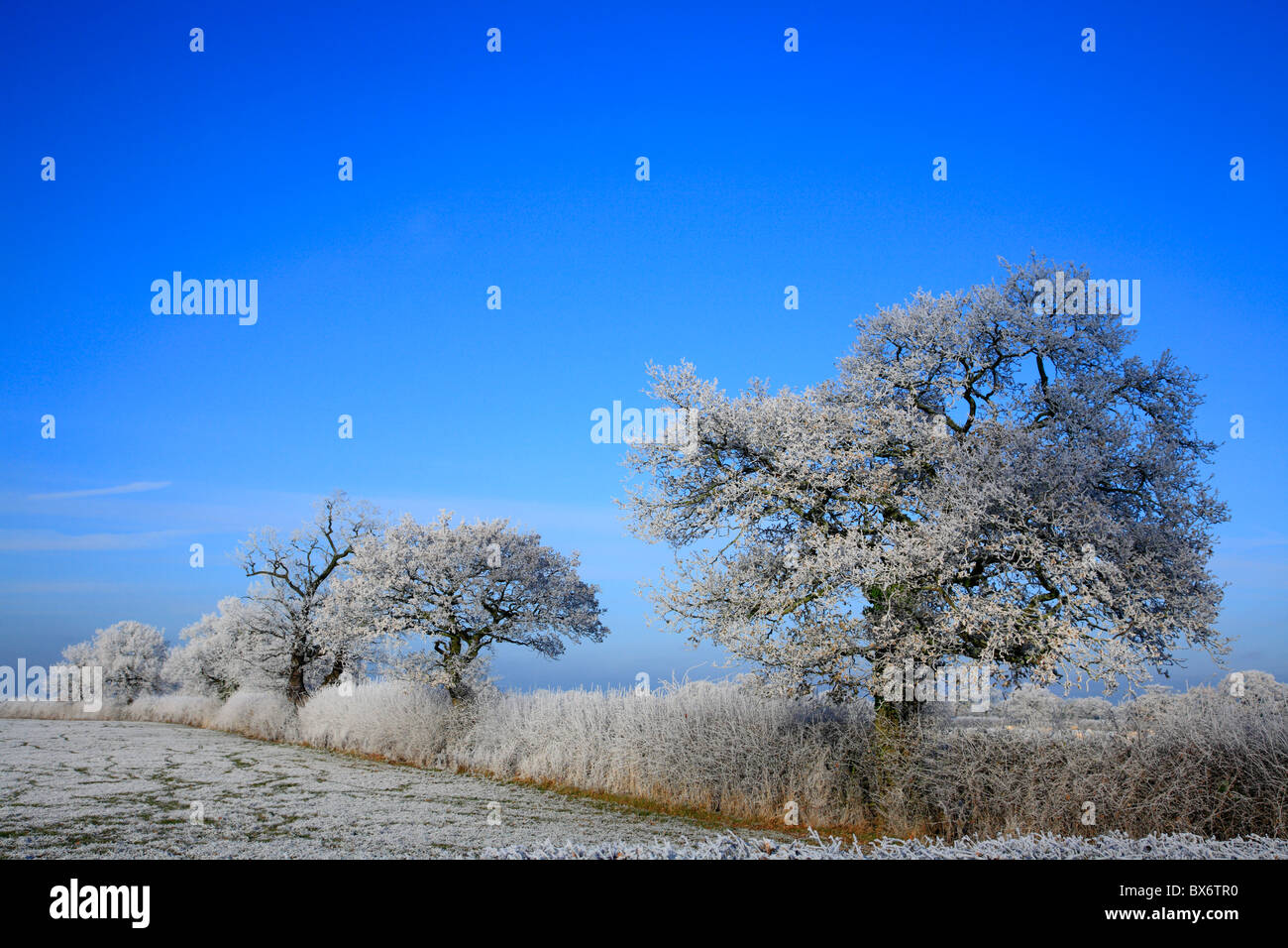 Raureif auf Bäumen Wales Großbritannien Großbritannien Europa Stockfoto