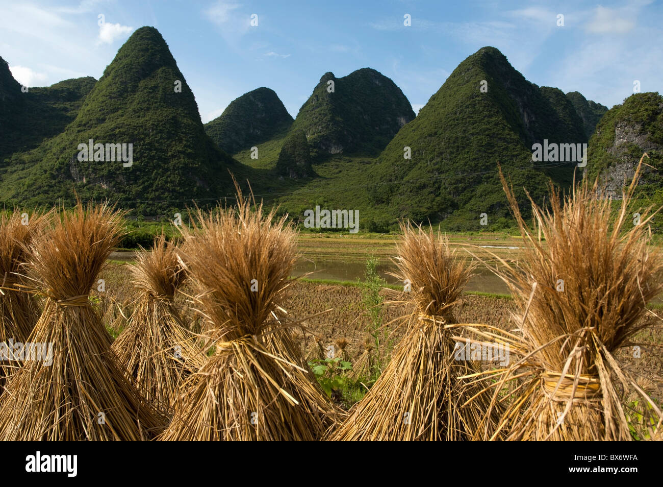 Bündel von Reis trocknen in einem Reisfeld mit Karst Gipfeln hinter in Yangshuo County, Provinz Guangxi, China. Stockfoto