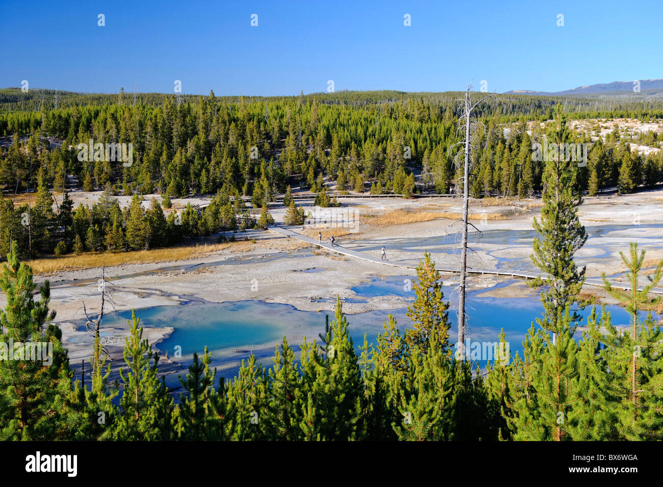 Norris Geyser Basin, Yellowstone-Nationalpark, Wyoming, USA Stockfoto