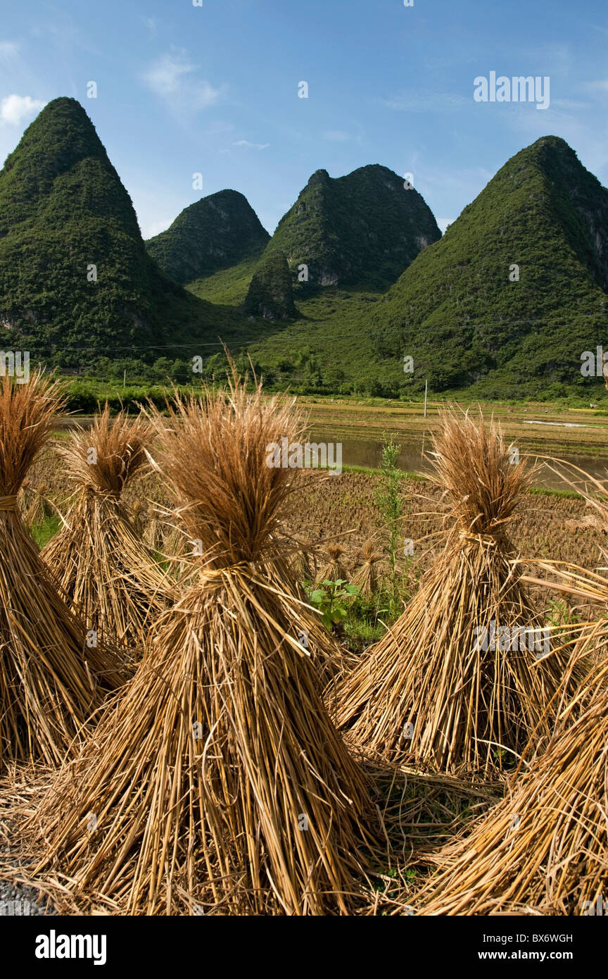 Reis-Bündel trocknen in Yangshuo, Guangxi, China. Stockfoto