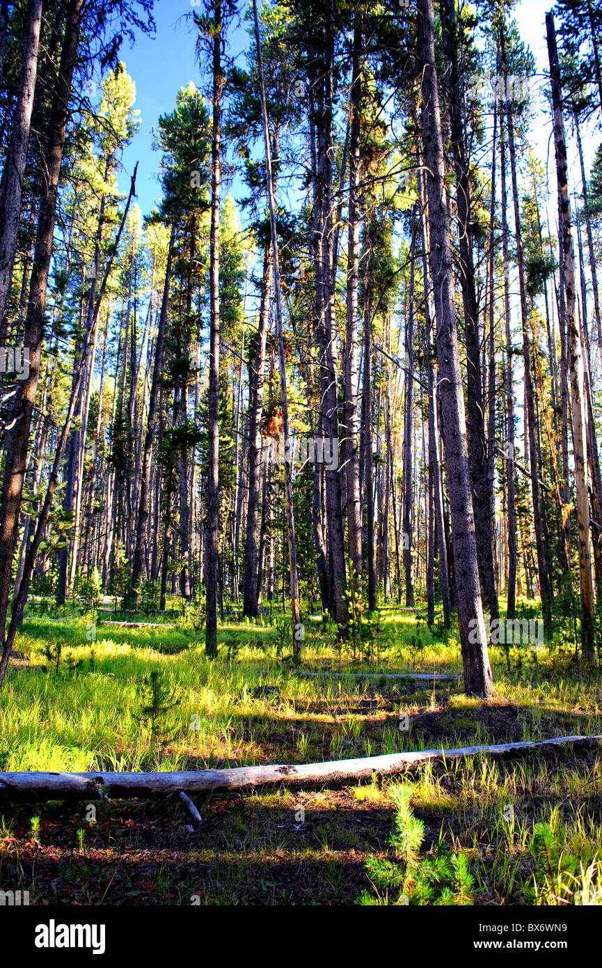 Wald, Yellowstone-Nationalpark, Wyoming, USA Stockfoto