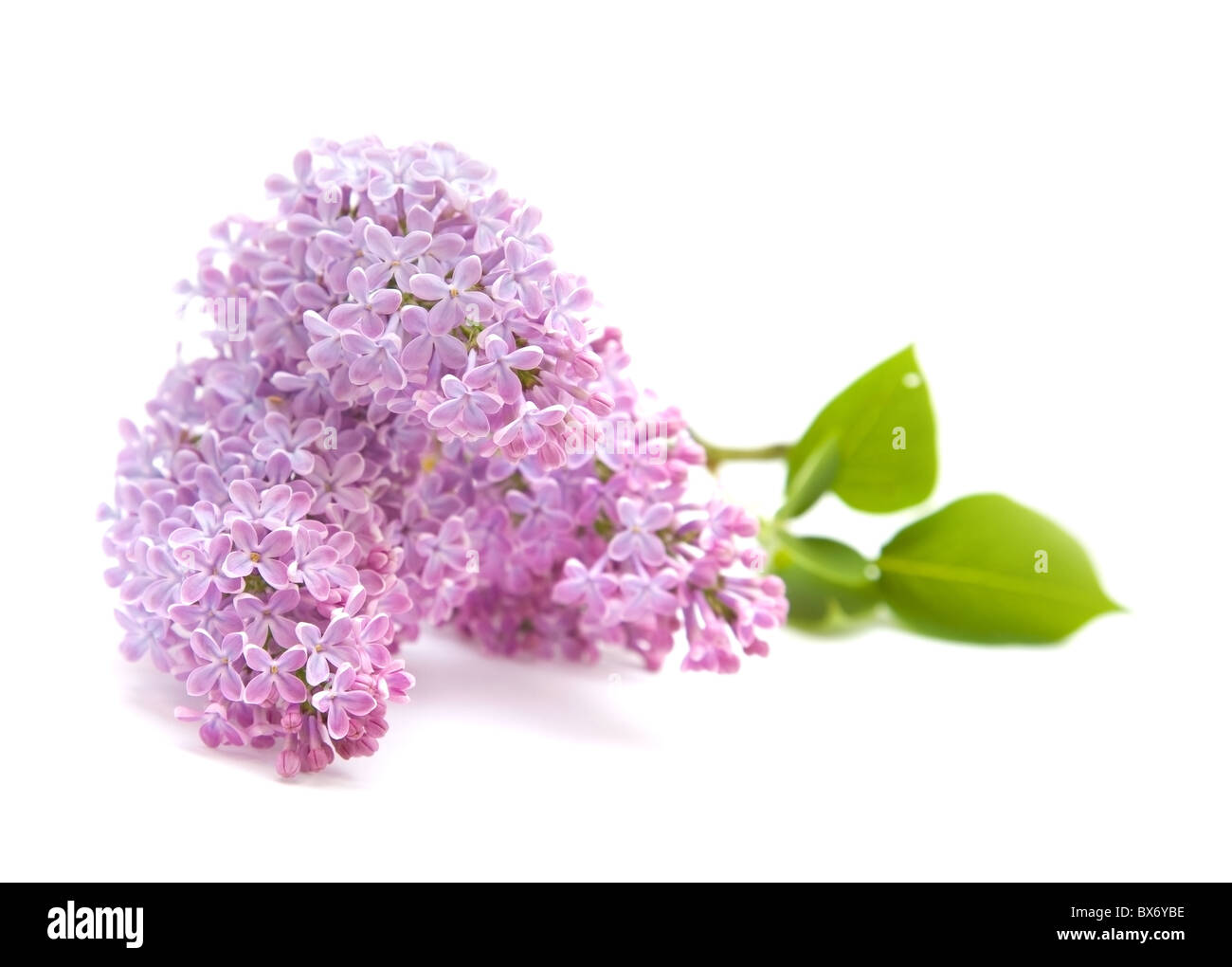 Flieder Zweig isoliert auf weißem Hintergrund Stockfoto