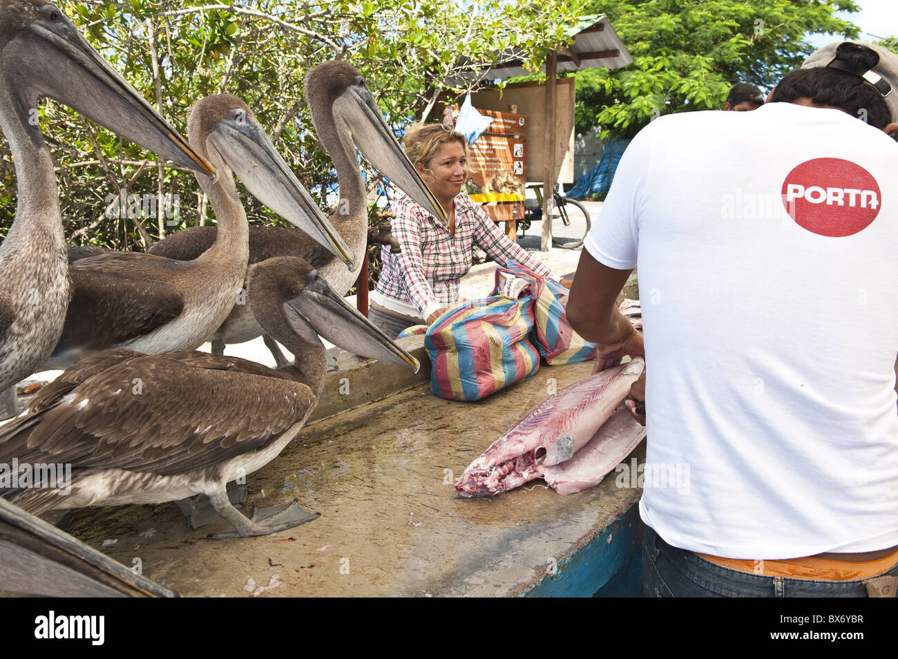 Braune Pelikane warten Fetzen auf dem Fischmarkt, Puerto Ayora, Ecuador, Galapagos-Inseln, Isla Santa Cruz (Insel Santa Cruz) Stockfoto
