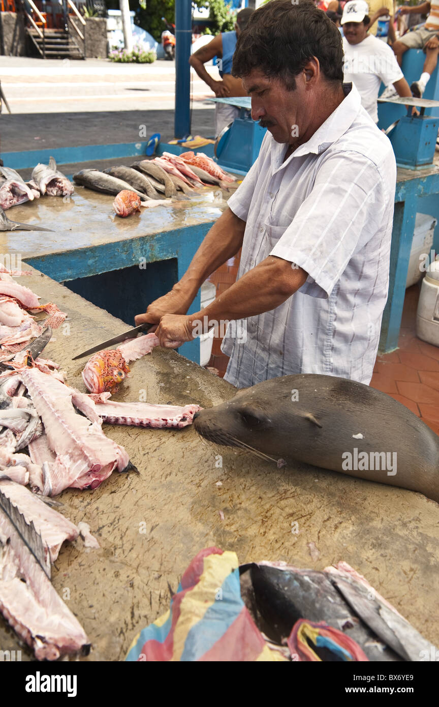 Sea Lion stiehlt Fetzen auf dem Fischmarkt, Puerto Ayora, Ecuador, Galapagos-Inseln, Isla Santa Cruz (Insel Santa Cruz) Stockfoto