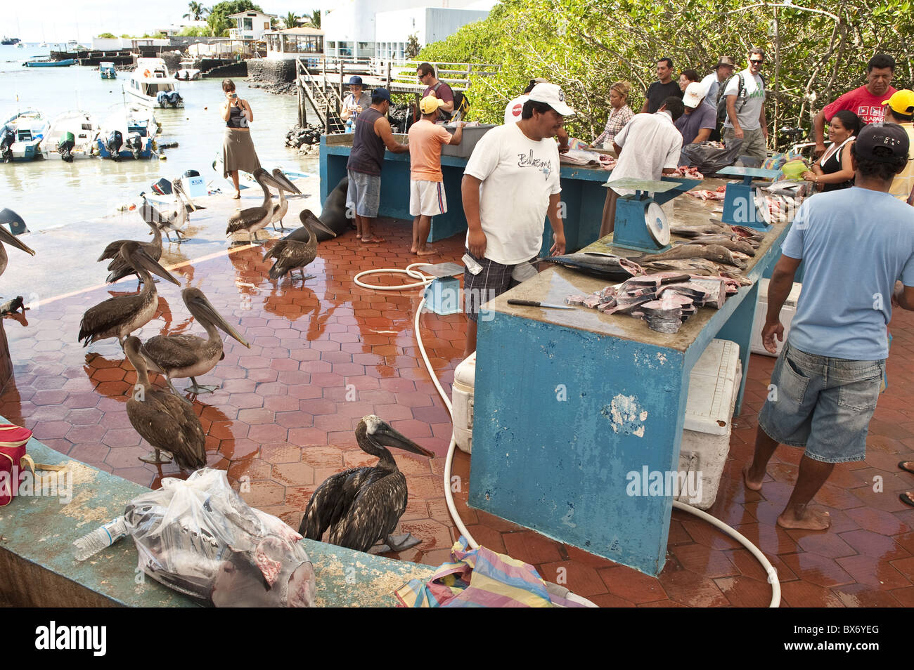 Fischmarkt, Puerto Ayora, Isla Santa Cruz (Insel Santa Cruz), Galapagos-Inseln, Ecuador, Südamerika Stockfoto