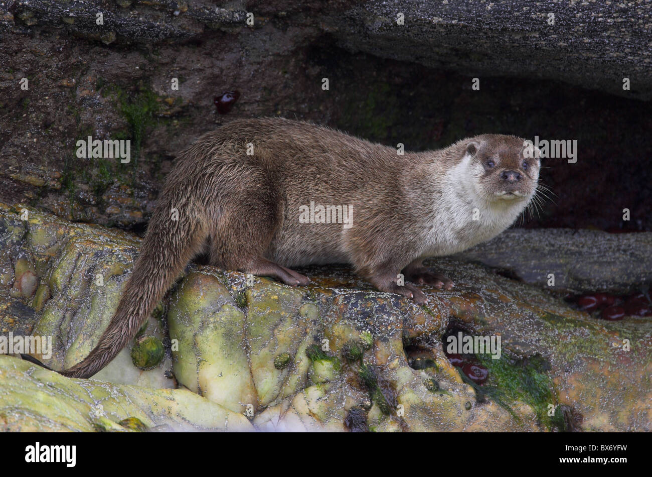 weibliche eurasische Fischotter Lutra Lutra auf Felsen auf Shetland Inseln Schottland Stockfoto