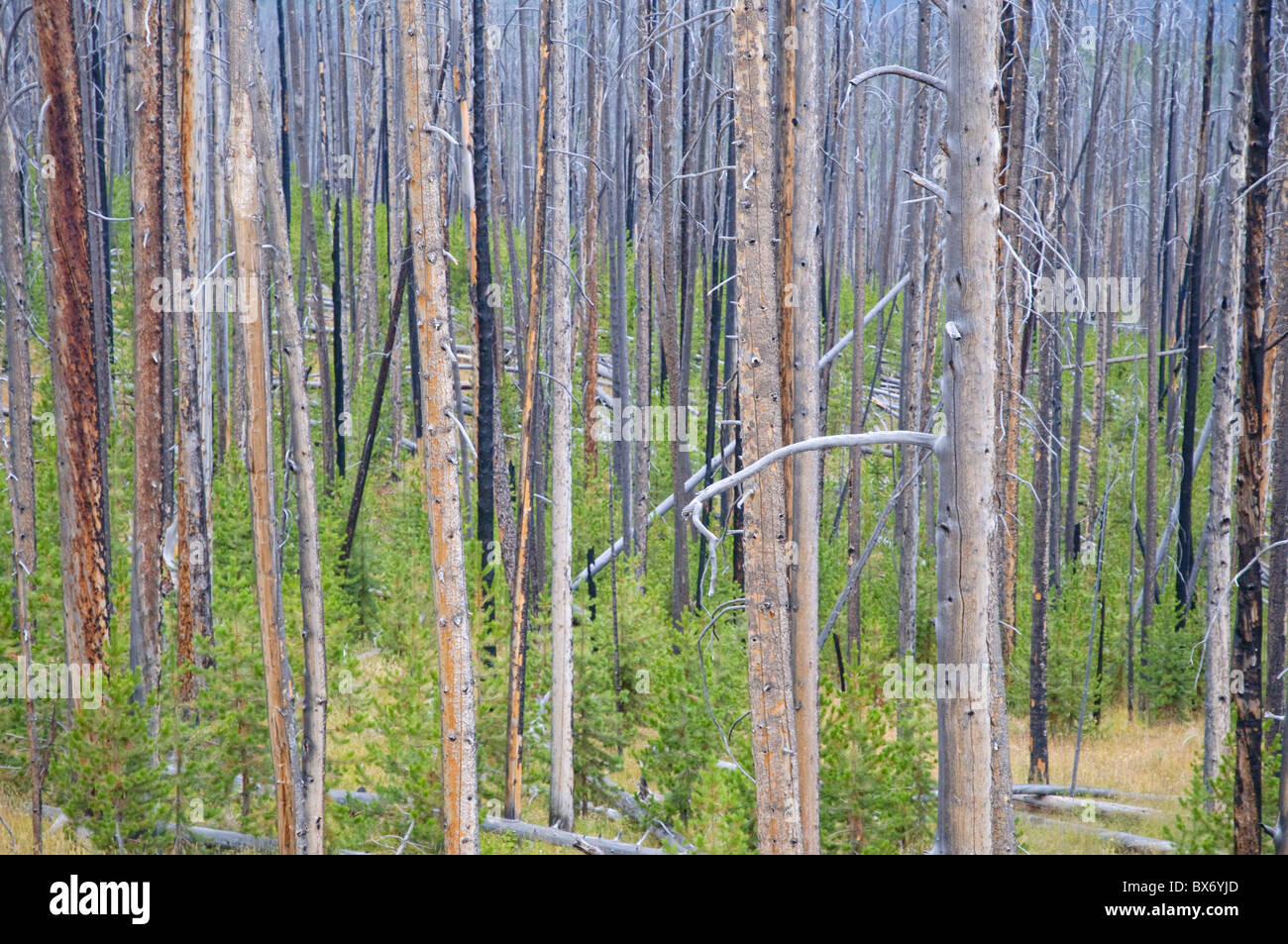 Von Forestfire, Yellowstone-Nationalpark, Wyoming, USA nachwachsende Bäume Stockfoto