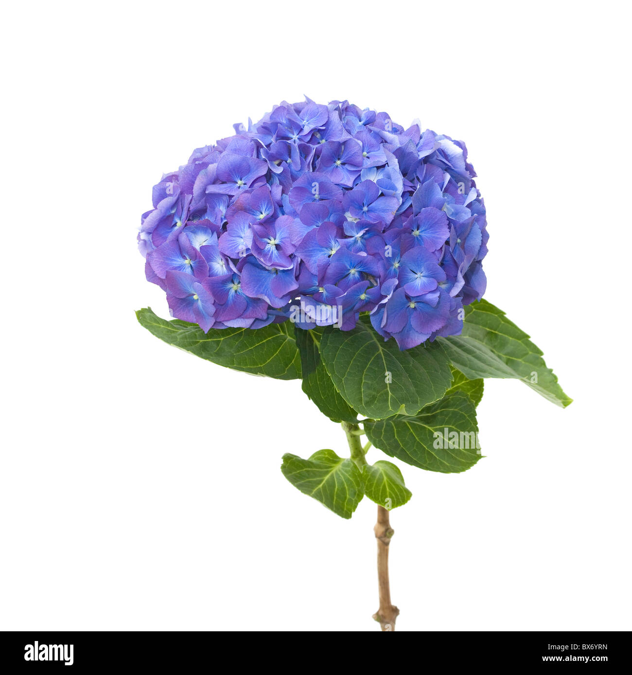 hell blau-lila-Hortensie flowerhead Stockfoto