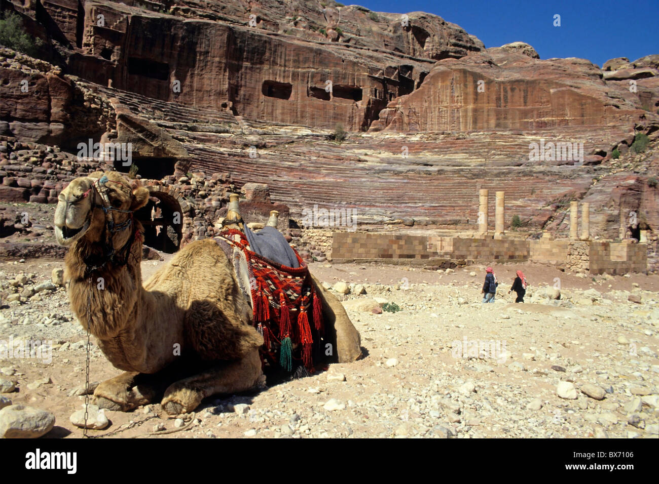 Kamel, Petra, Jordanien. Stockfoto