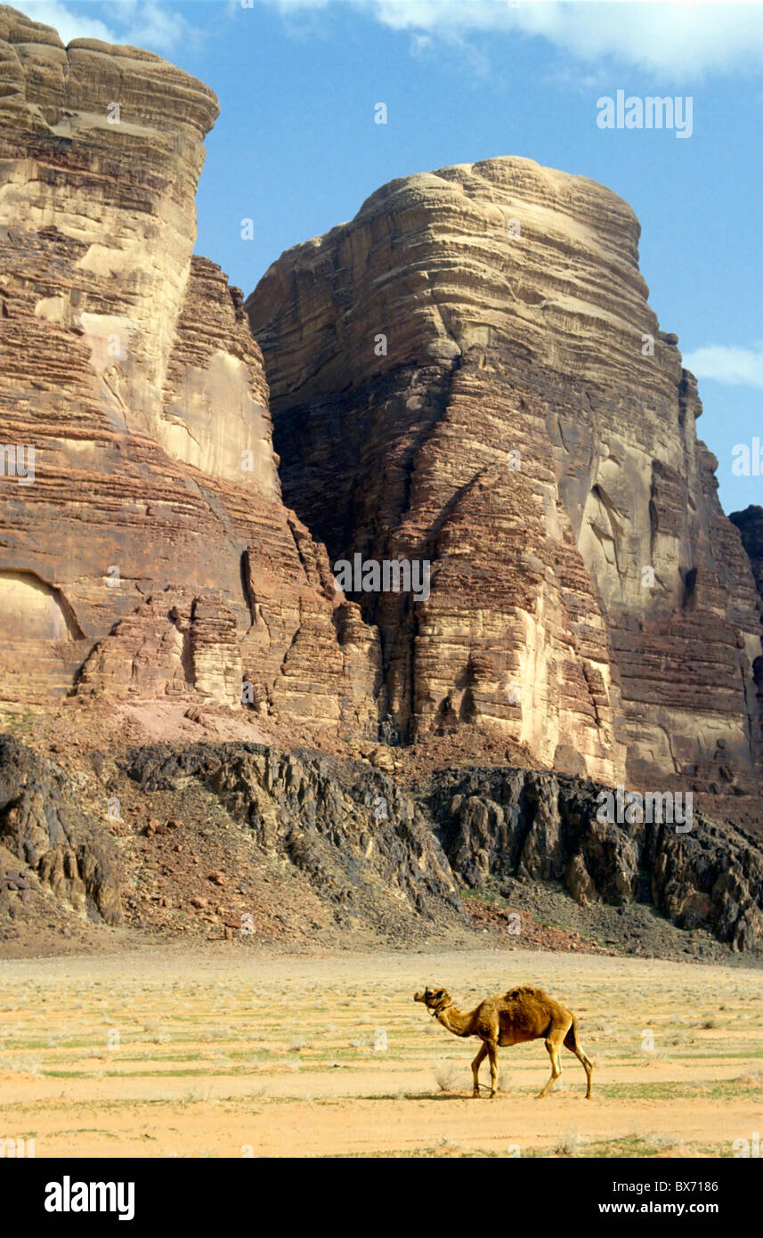 Kamel in der Wüste Wadi Rum, Jordanien. Stockfoto