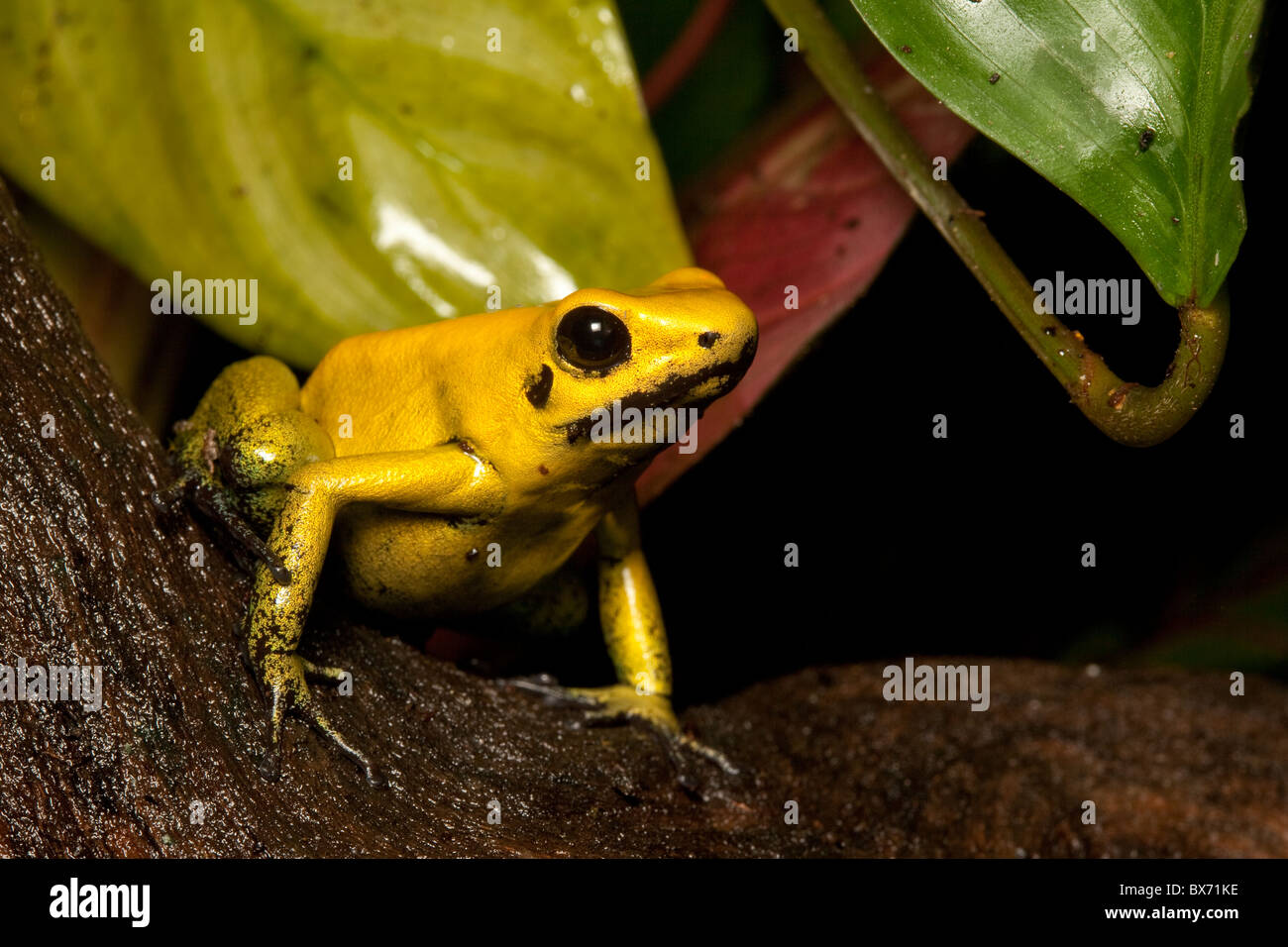 Gelbe Pfeilgiftfrosch, Phyllobates Terribilis, orig.-Kolumbien (auch bekannt als das goldene Pfeilgiftfrosch).  Giftigsten. Stockfoto