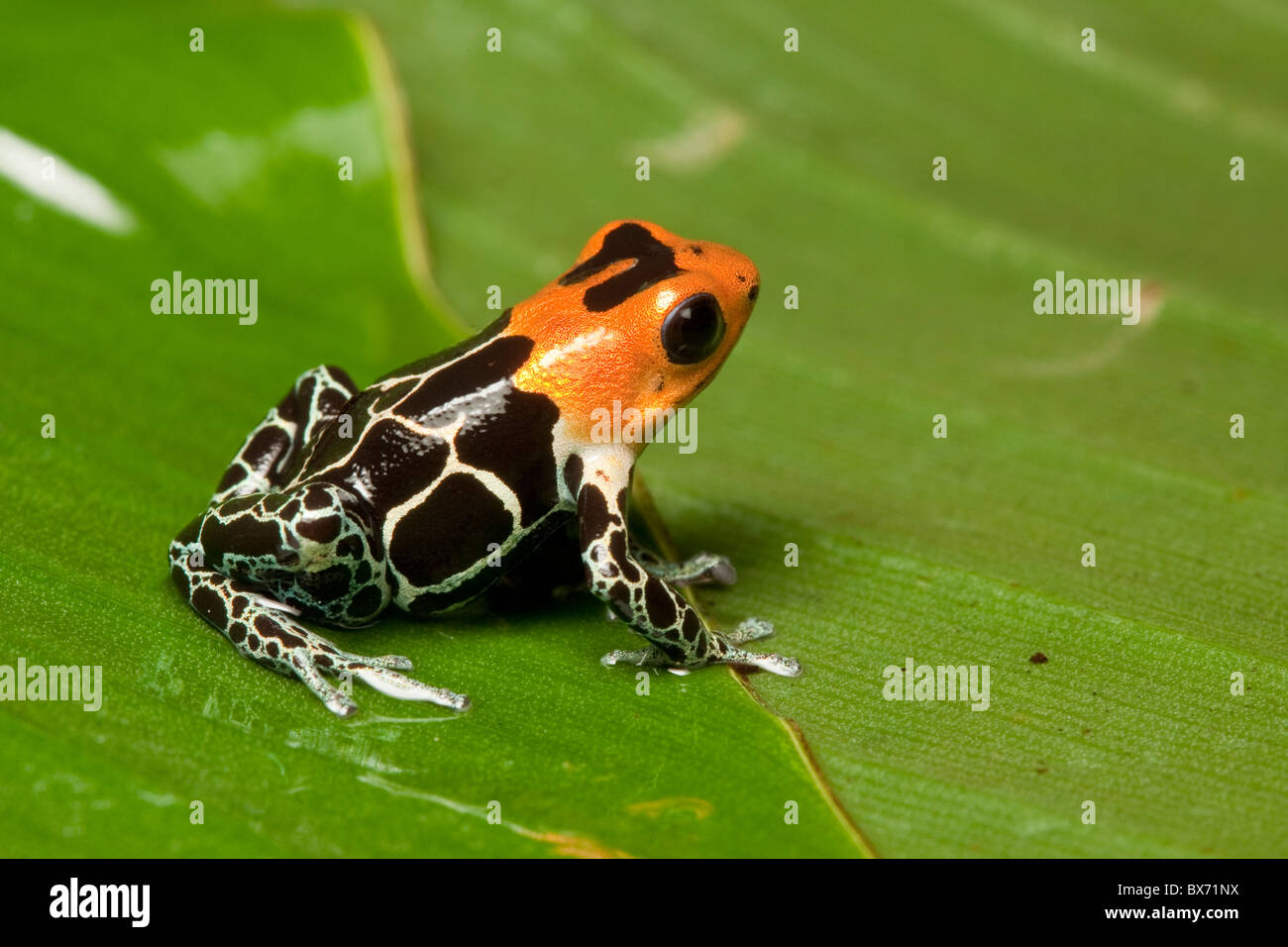 Roter Pfeilgiftfrosch Fotos Und Bildmaterial In Hoher Aufl sung Alamy roter-pfeilgiftfrosch-fotos-und-bildmaterial-in-hoher-aufl-sung-alamy