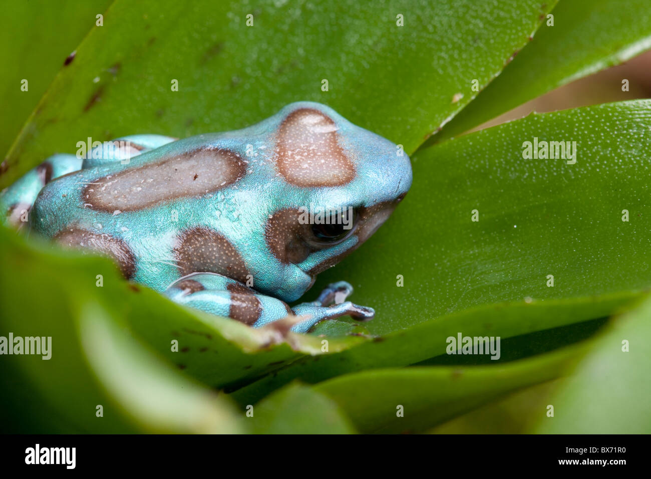 Grün und schwarz poison Dart Frog, Dendrobates Auratus, orig.-Mittelamerika Stockfoto