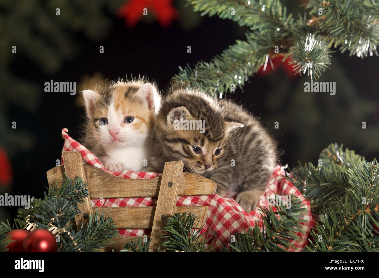 Kätzchen - sitzt auf einem Schlitten unter Weihnachtsbaum Stockfoto