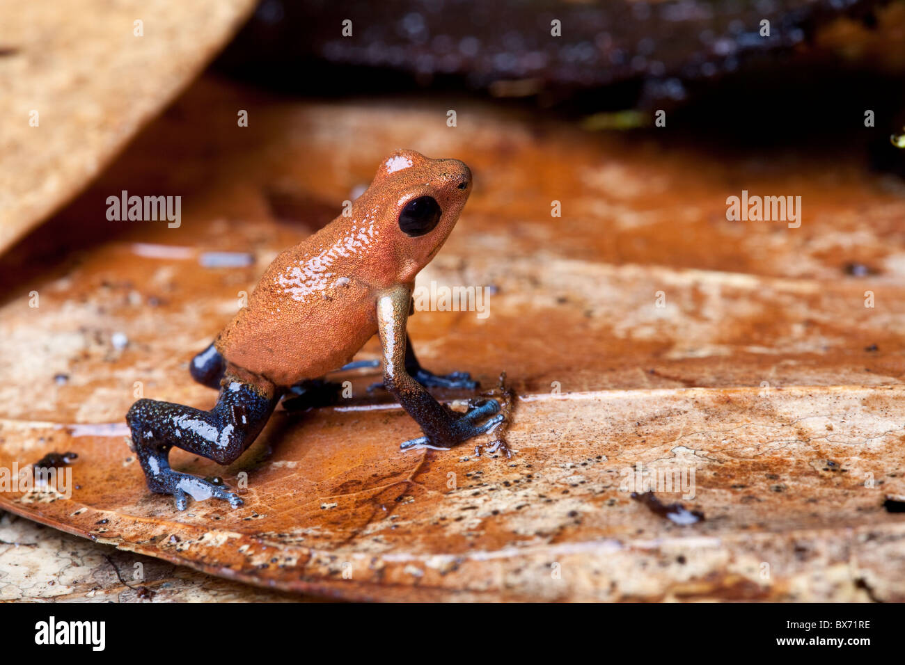 Strawberry Poison Dart Frog, Oophaga Pumilio "San Cristobal" form Stockfoto