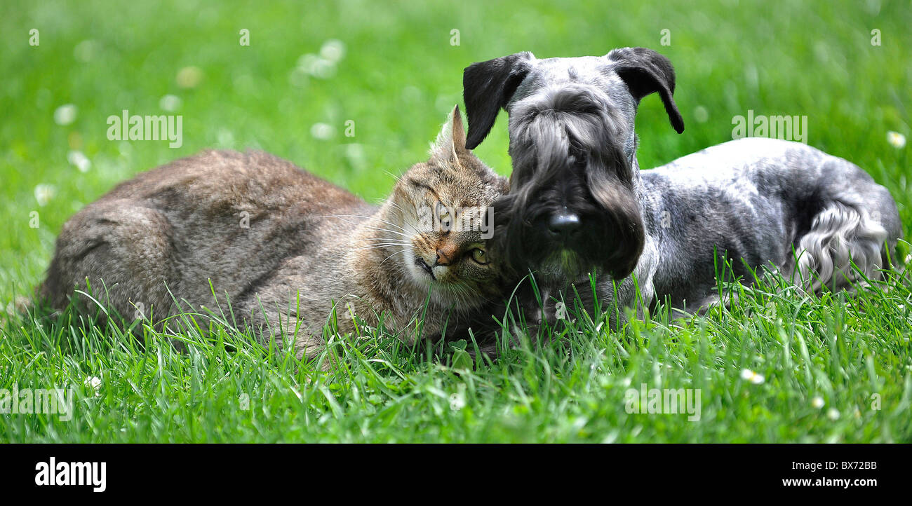(Cesky) tschechischer Terrier, Hund, Katze Stockfoto