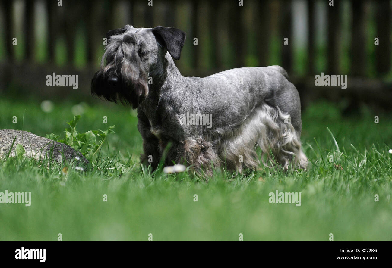 (Cesky) tschechischer Terrier, Hund Stockfoto
