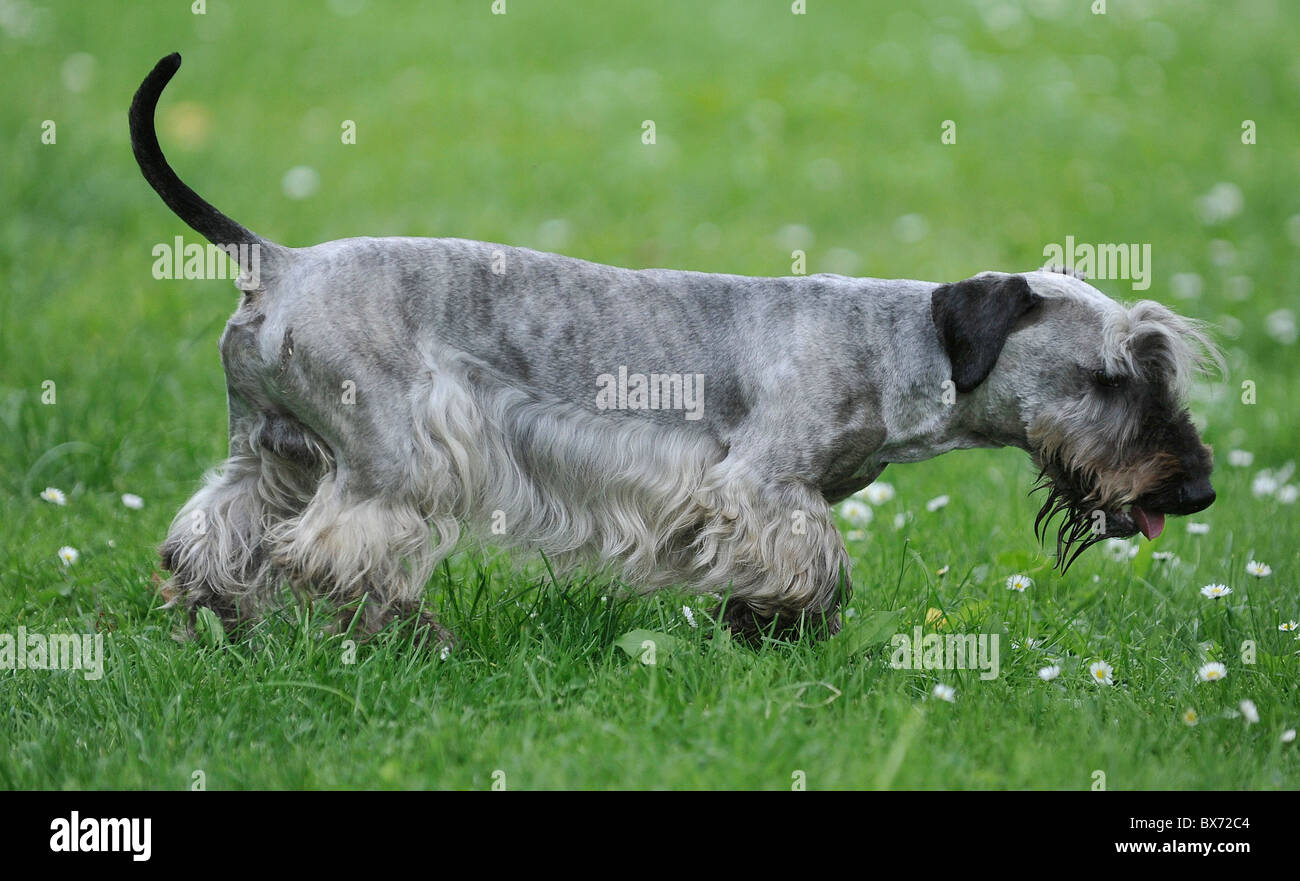 (Cesky) tschechischer Terrier, Hund Stockfoto