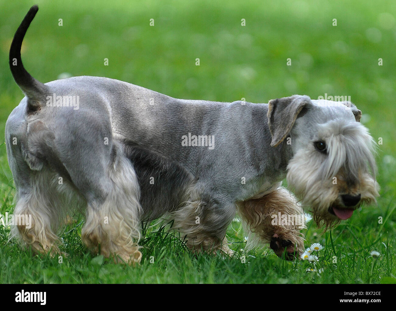 (Cesky) tschechischer Terrier, Hund Stockfoto