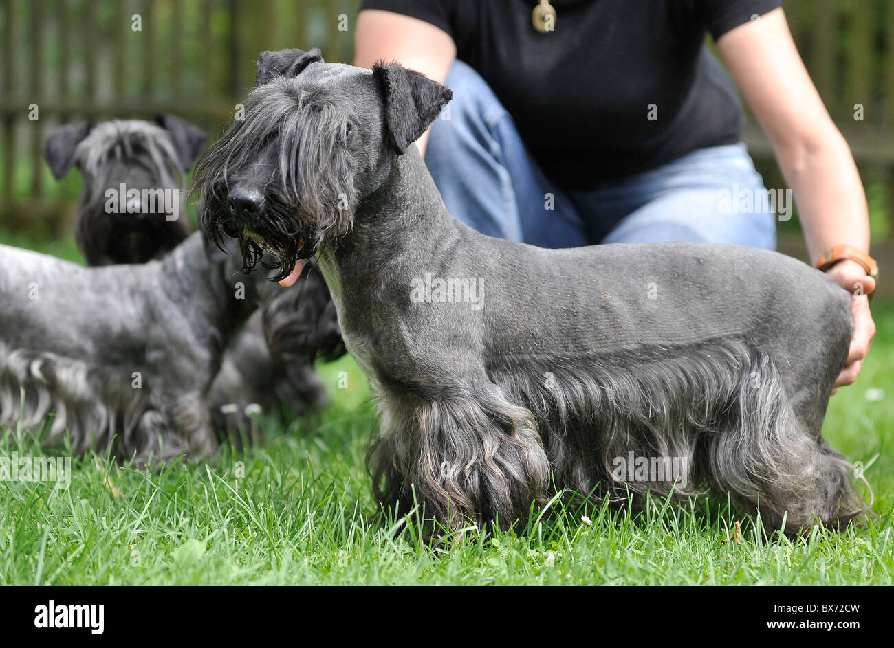 (Cesky) tschechischer Terrier, Hund Stockfoto