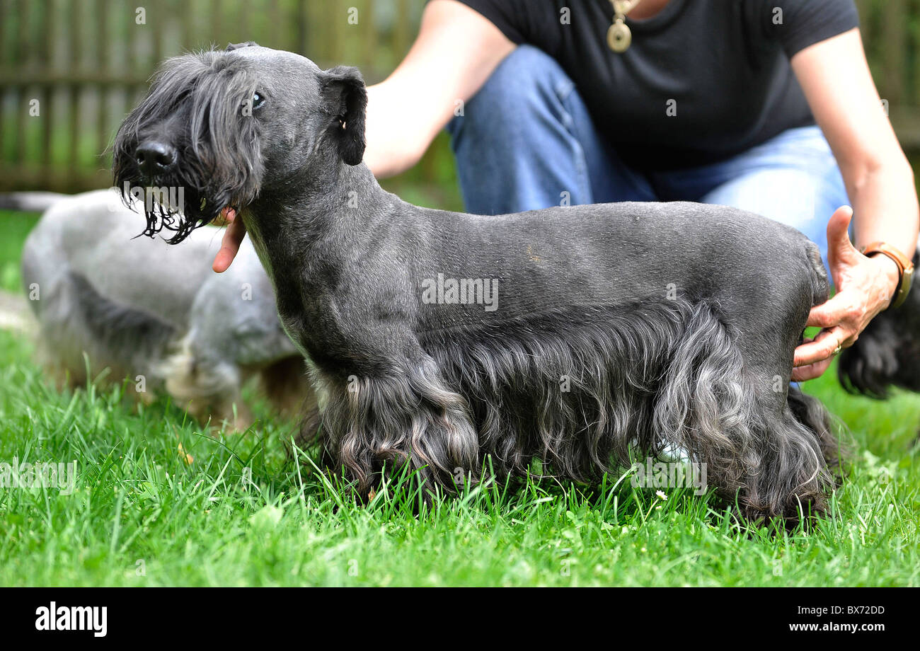 (Cesky) tschechischer Terrier, Hund Stockfoto