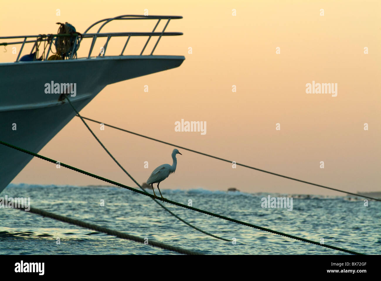 Heron auf Boot Seil bei Sonnenaufgang am Roten Meer, Ägypten. Stockfoto