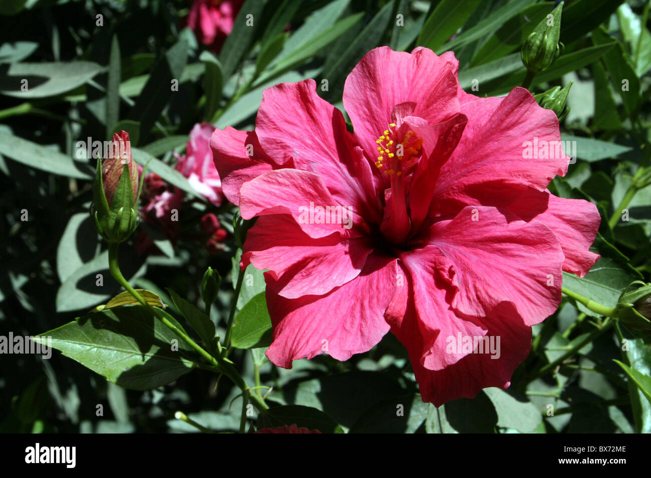 Cerise Pink Hibiscus Flower genommen In Ziway, Äthiopien Stockfoto