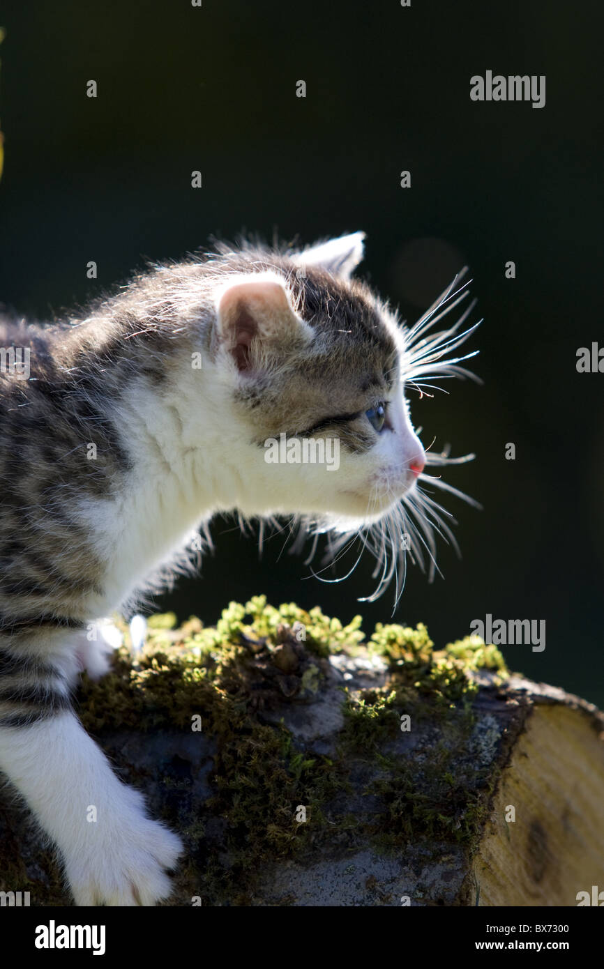 Kitty auf Niederlassung in die Hintergrundbeleuchtung Stockfoto