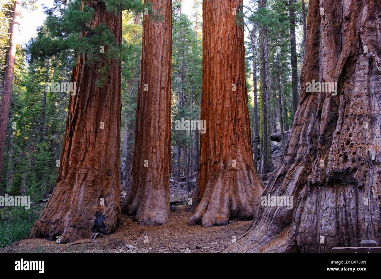 USA, Kalifornien, Yosemite-Nationalpark, Mariposa Grove, Bachelor und drei Grazien Mammutbäume Stockfoto