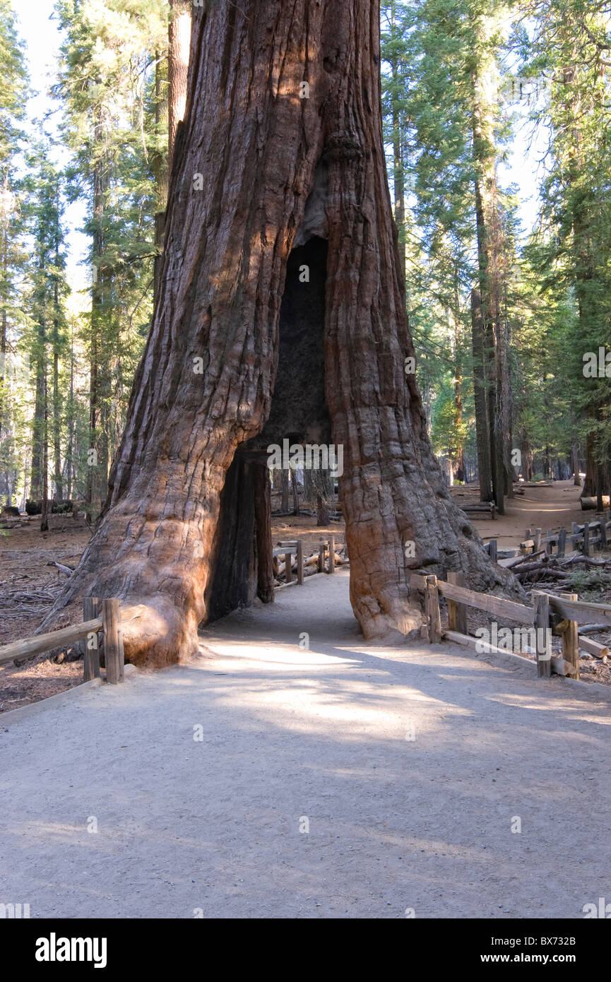 USA, California, Yosemite National Park, Mariposa Grove, Mammutbäume Stockfoto