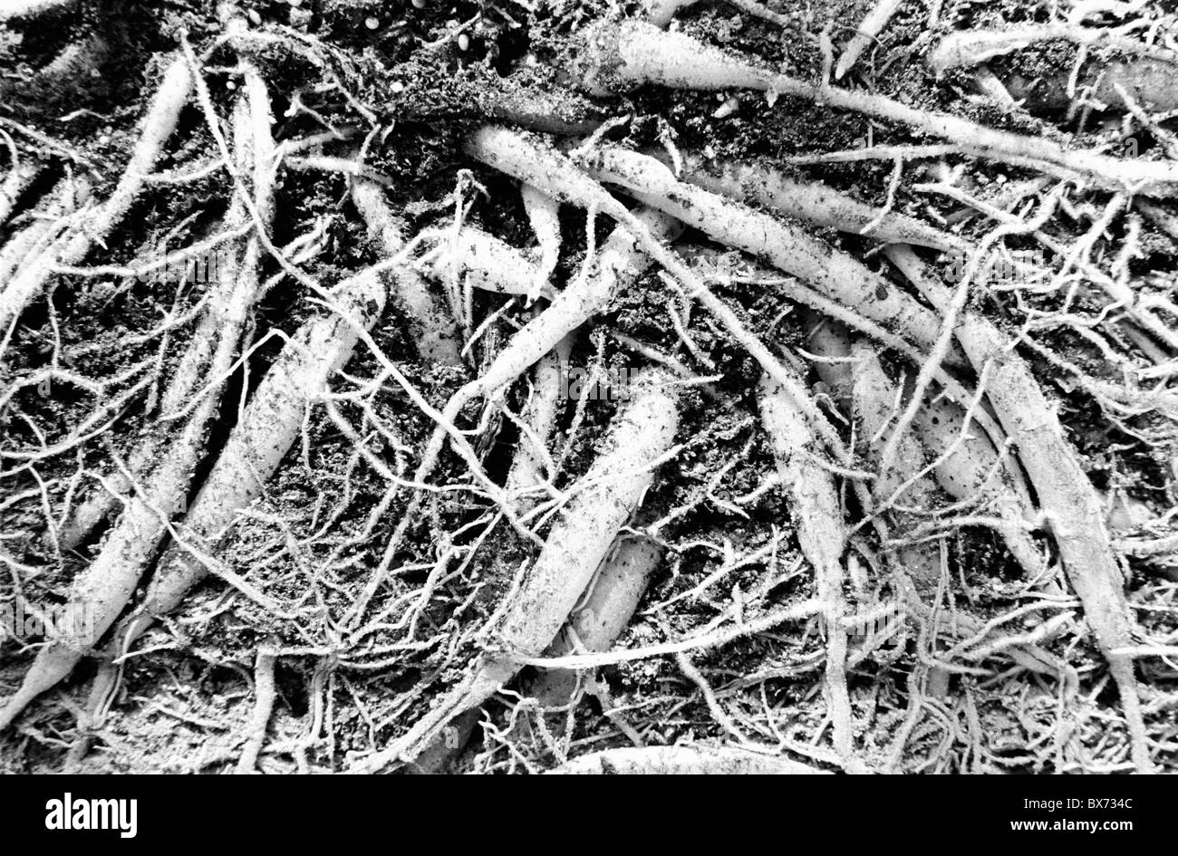 Grass Gewirr Wurzeln transversaler Schnitt Stockfoto