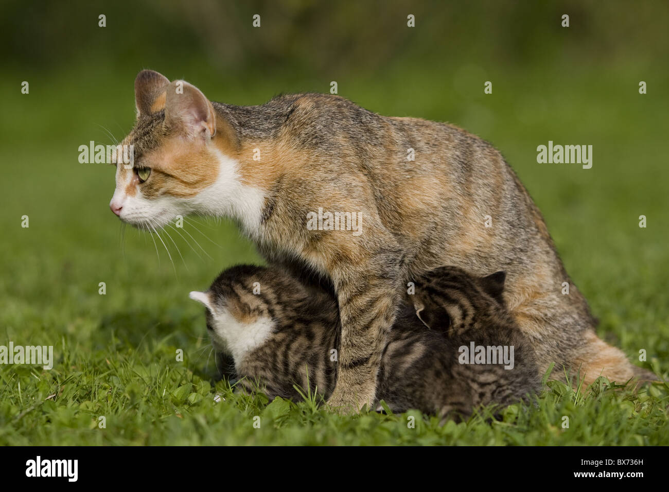 Katze Saeugt Kaetzchen, Katze Kätzchen mit Pflege Stockfoto