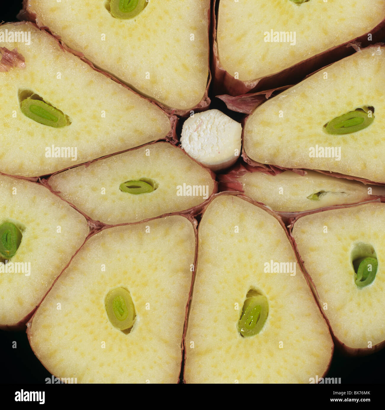 (Allium Sativum) Knoblauchzwiebel und Knoblauchzehen im Querschnitt Stockfoto