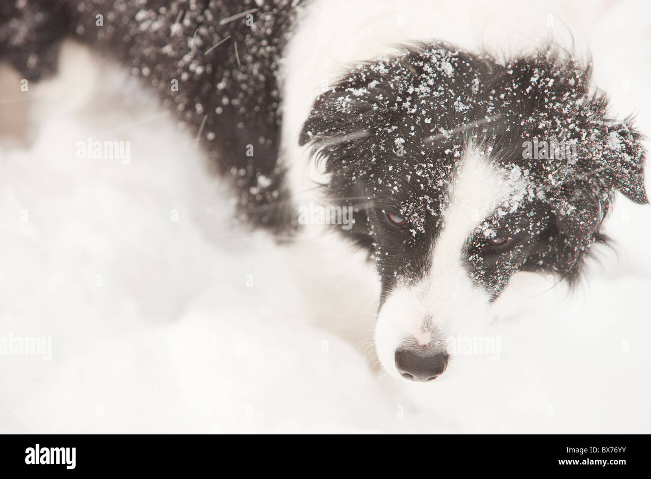 Schnee auf einen Border-Collie Hund. Stockfoto