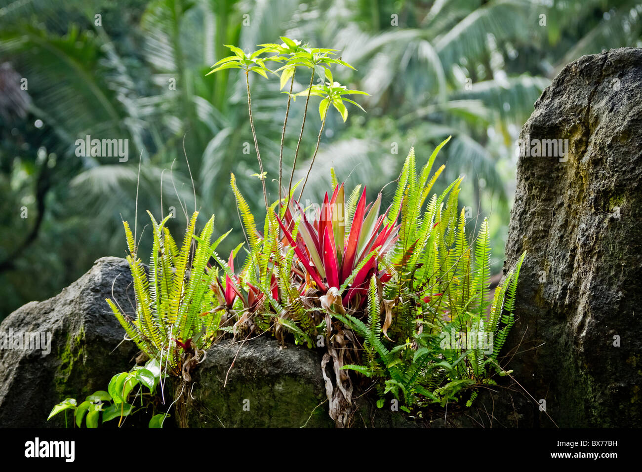 Stück Regenwald auf Felsen, Bali, Indonesien Stockfoto