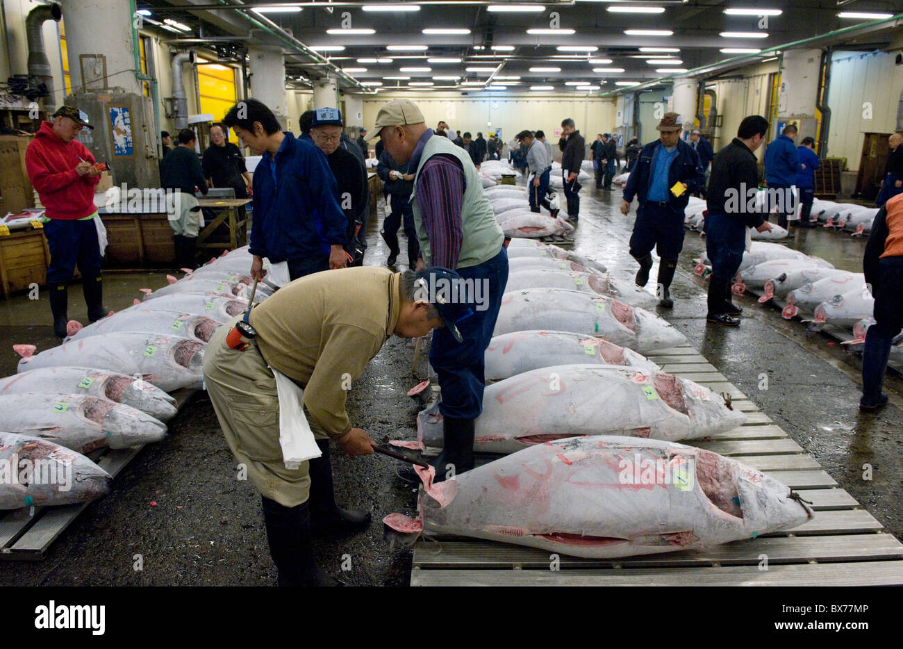 Käufer prüfen Thunfisch Qualität Großhandel Tsukiji-Fischmarkt, der weltweit größten Fischmarkt in Tokio, Japan, Asien Stockfoto