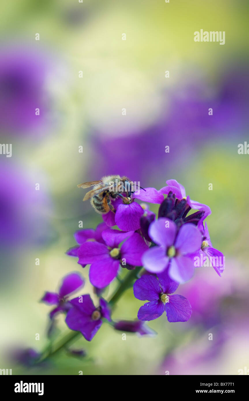 Erysimum Bowles Mauve - mehrjährige Mauerblümchen mit einem Honey Bee Stockfoto